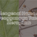 Mengenal Hama si Pengganggu Yang Merugikan