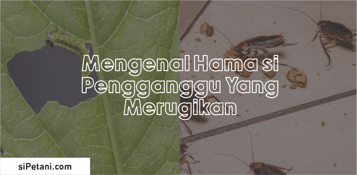 Hama Pengganggu