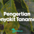 Dasar-Dasar Penyakit Tanaman yang Wajib Diketahui Sebelum Mengenal Jenisnya