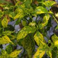 Pepper Yellow Leaf Curl: Kenali Gejala dan Cara Mengendalikannya